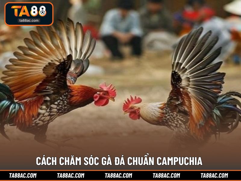 Cách chăm sóc gà đá chuẩn Campuchia
