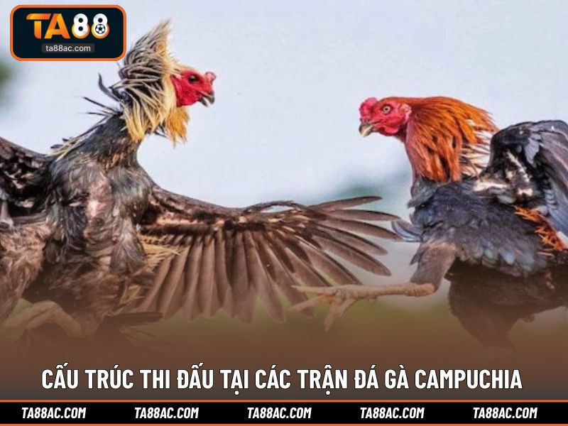 Cấu trúc thi đấu tại các trận đá gà campuchia