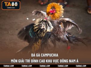 Đá Gà Campuchia - Môn Giải Trí Đỉnh Cao Khu Vực Đông Nam Á