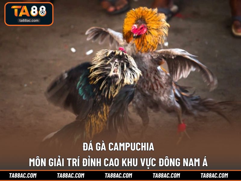 Đá Gà Campuchia - Môn Giải Trí Đỉnh Cao Khu Vực Đông Nam Á