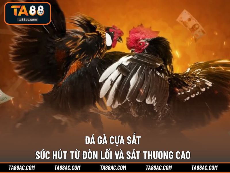 Đá Gà Cựa Sắt - Sức Hút Từ Đòn Lối Và Sát Thương Cao