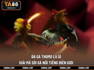 Đá Gà Thomo Là Gì – Giải Mã Sới Gà Nổi Tiếng Biên Giới