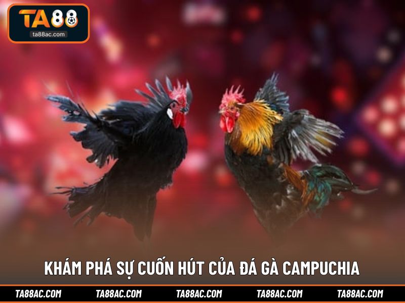Khám phá sự cuốn hút của đá gà campuchia