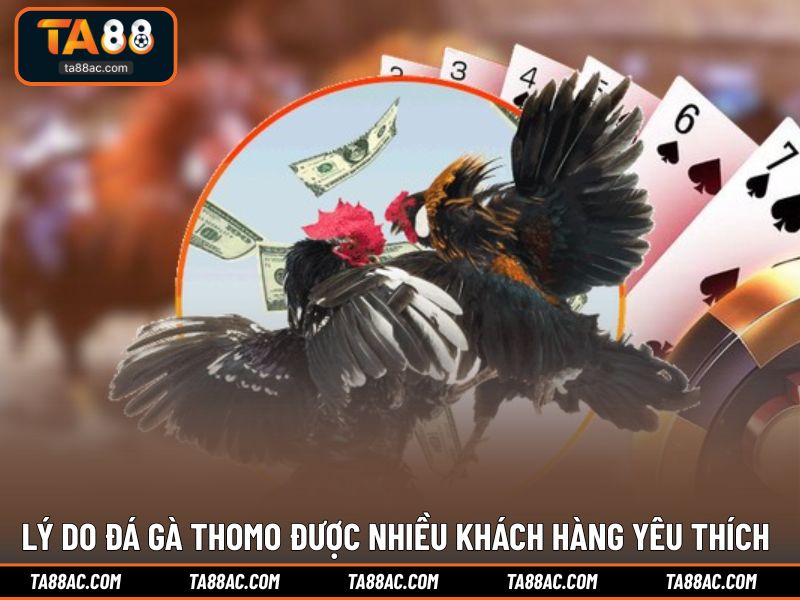 Lý do đá gà Thomo được nhiều khách hàng yêu thích hiện nay