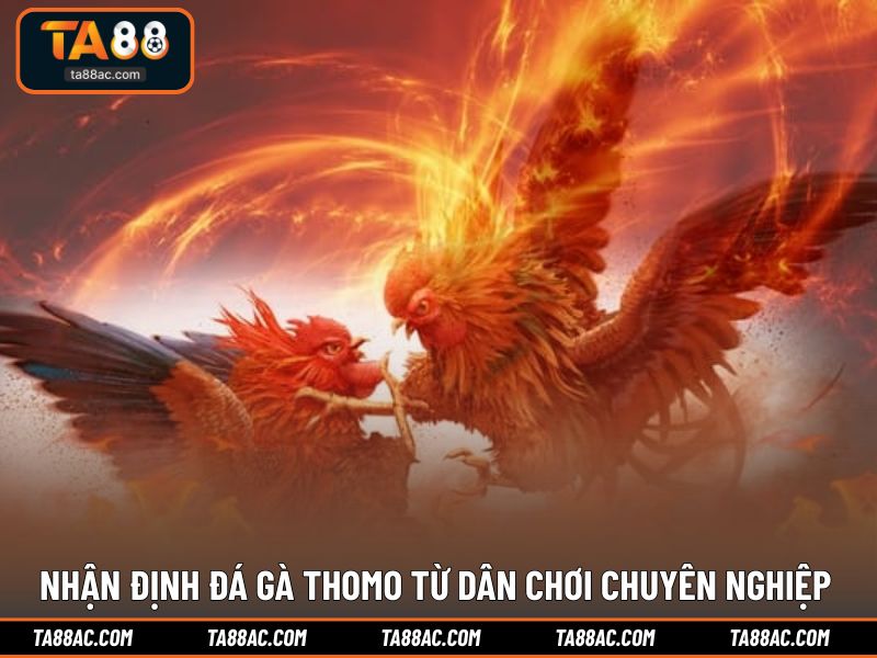Nhận định đá gà Thomo từ dân chơi chuyên nghiệp