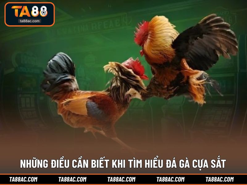 Những điều cần biết khi tìm hiểu đá gà cựa sắt