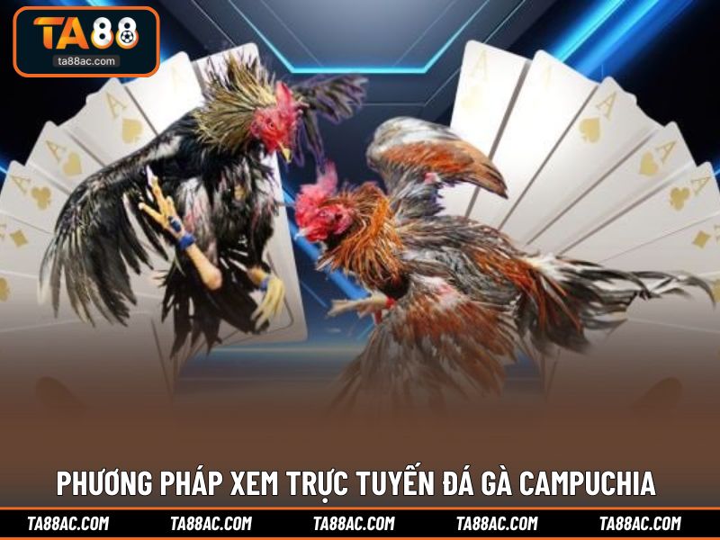 Phương pháp xem trực tuyến đá gà campuchia rõ nét